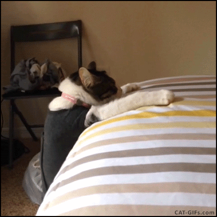 animated cat gif epic hilarious fail dressed up cat falls at small