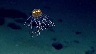 https://cdn.lowgif.com/small/581e242a420f5b4d-microsoft-paint-jellyfish-discovered-in-the-deep-sea-video.gif