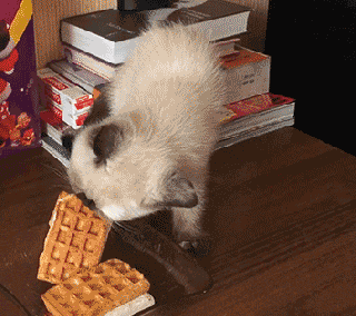 irti funny gif 8890 tags cat stealing ice cream sandwich falls small