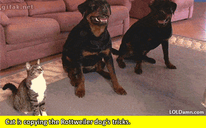 a cat who can roll like other dogs gif pinterest rottweiler small