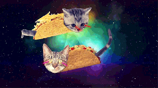 tacotuesday gif find share on giphy small