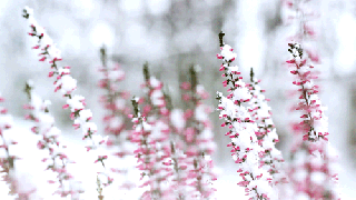 flowers gif pink snow white animated gif 5229214 by maria small