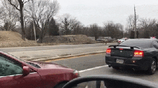 police chase miniature horses gifs small