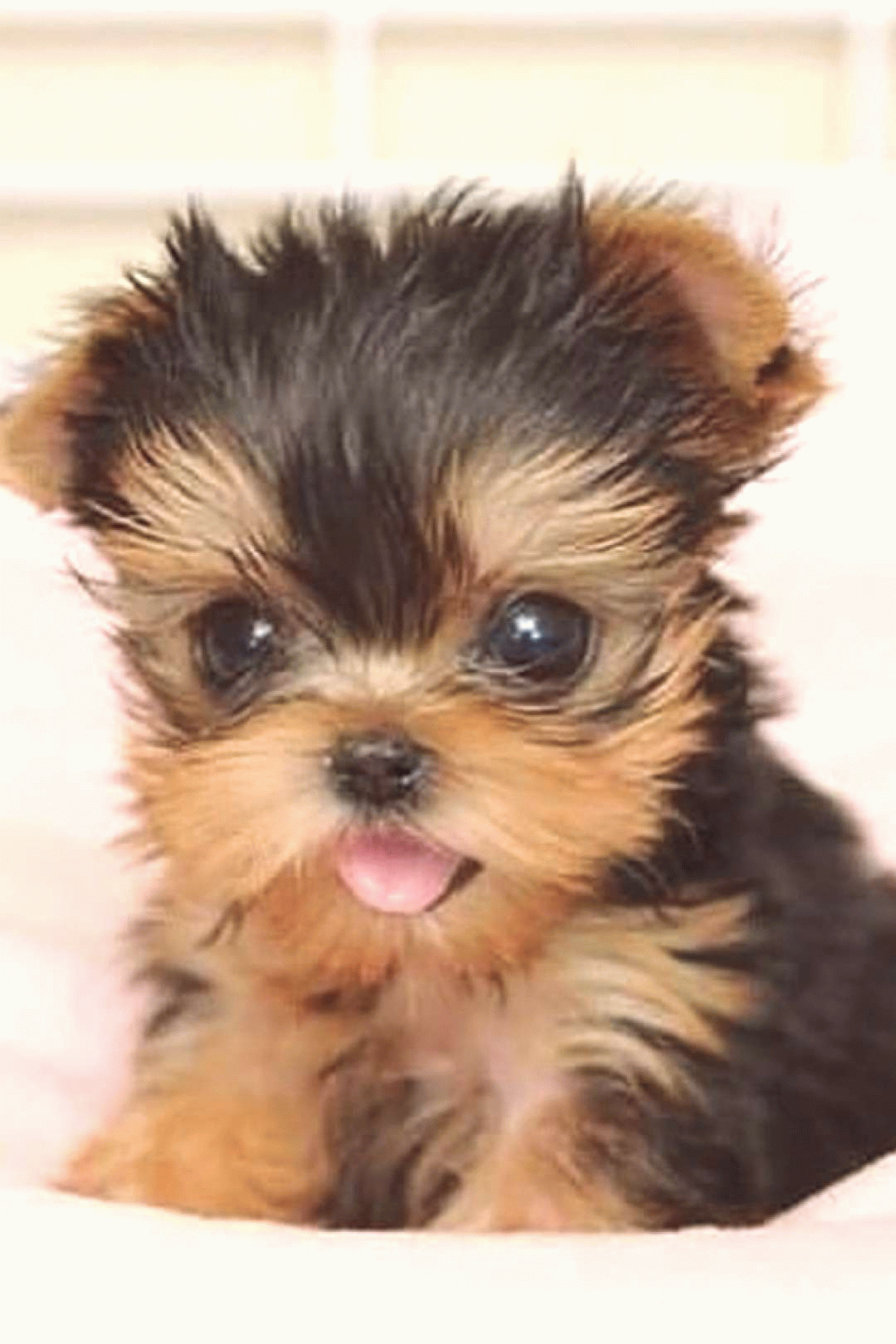 insects cute puppies small cutest dogs cute puppy stuff small