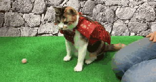 this japanese company makes samurai armor for cats and dogs bored small