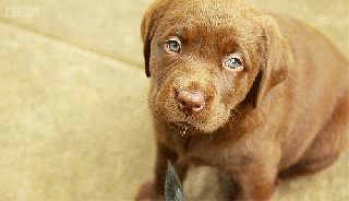 puppy gif by bbc find share on giphy small