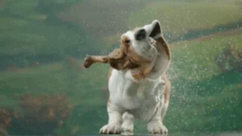 amazing animals pictures humor and funny gif about crazy dogs 25 gif small