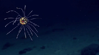 microsoft paint jellyfish discovered in the deep sea video deep small