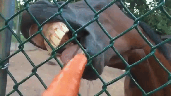hilarious close up footage of hungry animals chomping away at fruits small