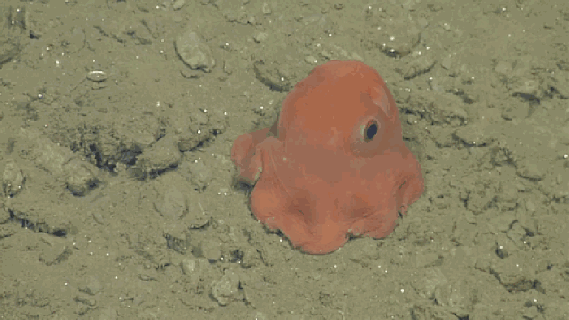 https://cdn.lowgif.com/small/5c996dc25f63491c-this-adorable-little-flapjack-octopus-is-a-must-see.gif
