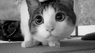 confused black and white gif find share on giphy small