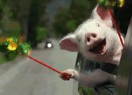 happy pig gifs find share on giphy small