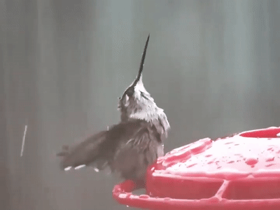 https://cdn.lowgif.com/small/5e7ba773f83cd75c-hummingbird-drinking-amorosos-colibries-hummingbirds-mainumb.gif