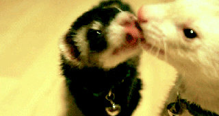 ferret kissing gif find share on giphy small