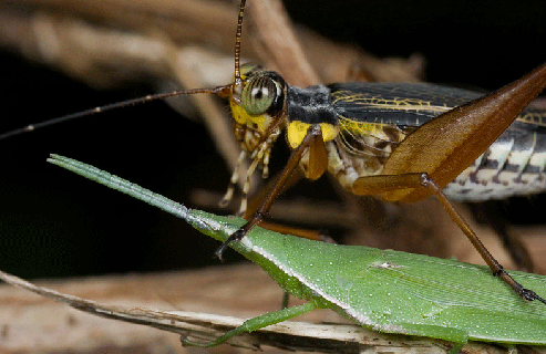 https://cdn.lowgif.com/small/5fa264c7bcd31f61-up-close-with-nature-orthopterans-of-malaysia.gif