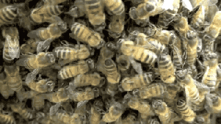 https://cdn.lowgif.com/small/6042698a0be97950-5-supersized-bee-swarms-have-already-happened-this-summer-inverse.gif