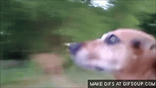 21 wacky and hilarious gifs of dogs in cars barkpost small