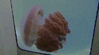 cnidaria gifs wifflegif small
