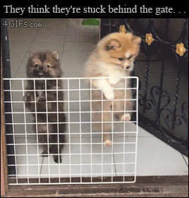 sharing funny animal gifs part 301 10 gifs love i love funny small