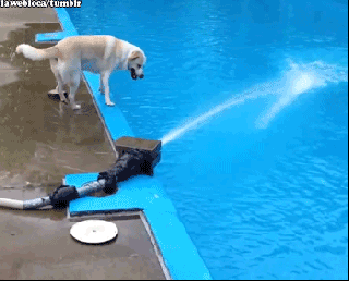 gif lol fail dog animals pool falls lawebloca small