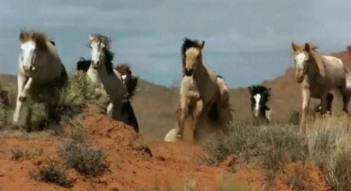 google une merveille gif pinterest horse animal and horse videos small