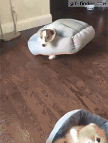 dog subtly saying i screwed up and need help pinterest help gif small
