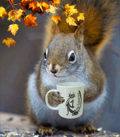 pin by monique van on gifs pinterest squirrel gifs and coffee small