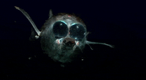 https://cdn.lowgif.com/small/6512d04b2c9fd018-17-terrifying-deep-sea-creatures-lifted-directly-out-of-your.gif