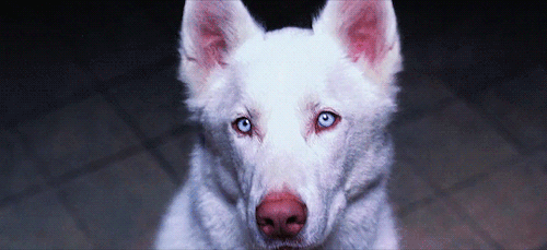 dogs gifs gif cachorro branco de olho claro small