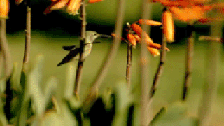 bitter rivalry of the week dragonflies vs hummingbirds ben s small