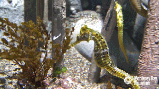 https://cdn.lowgif.com/small/675b8fc1ab807379-hungry-pacific-seahorse-gif-by-monterey-bay-aquarium-find-share.gif