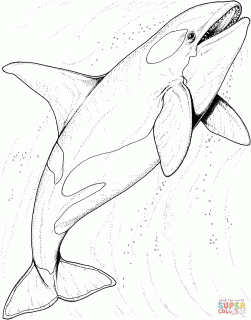 orca whale in the ocean coloring page free printable coloring pages small