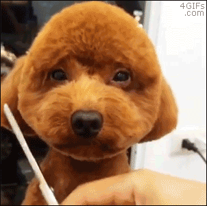 funny animal gifs part 305 10 gifs amazing creatures small