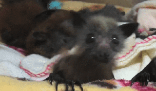 bat animation gifs find share on giphy small
