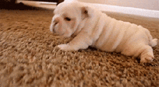 english bulldog gifs get the best gif on giphy small