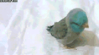 animals cute dancing gif on gifer by anakus small