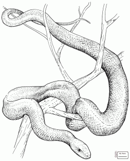 burmese python drawing at getdrawings com free for personal use small
