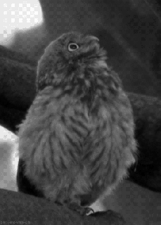 gallery owl gif tumblr small