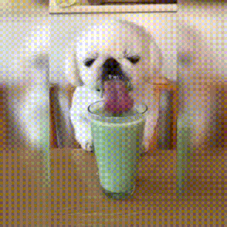 little dog eating a smoothie gifs small