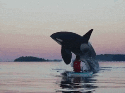 https://cdn.lowgif.com/small/6d745d456dc95dde-breaching-orca-gives-vancouver-island-kayaker-a-thrill.gif