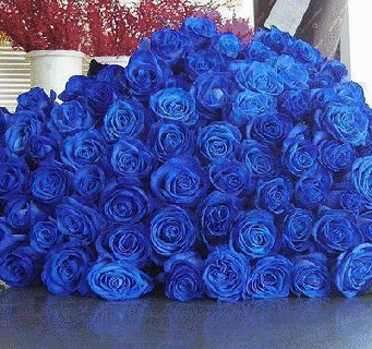 blue roses gif by hal grey hawk brower 08 12 2015 on make a gif small