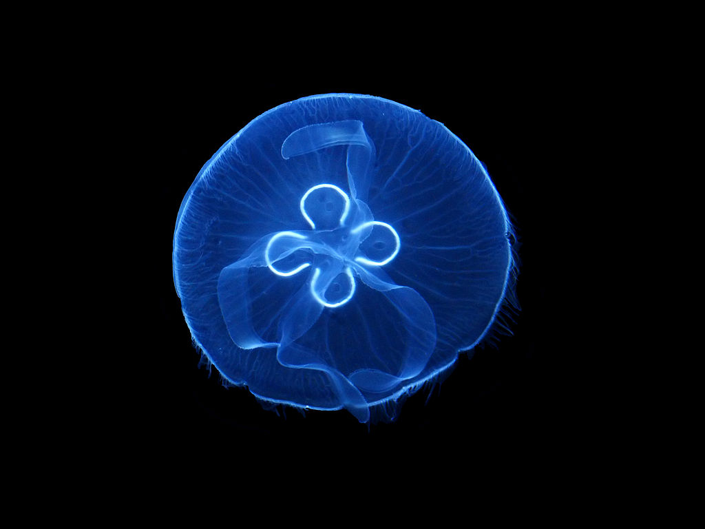 moon jellyfish sting treatment all five oceans small