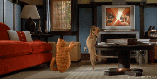https://cdn.lowgif.com/small/6f65300c7512b63e-dancing-cat-gifs-find-share-on-giphy.gif