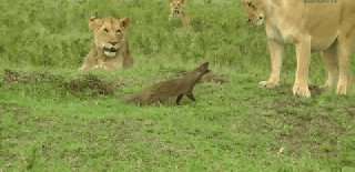honey badger vs lion gif small