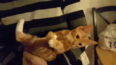 kitten uses his tail as a pacifier sends himself to sleep small
