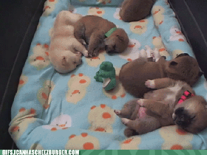 https://cdn.lowgif.com/small/70a20ac300963523-let-sleeping-puppies-lie-animal-gifs.gif