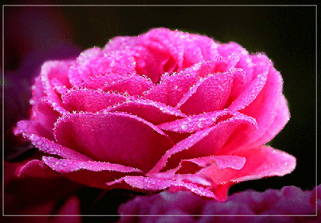 pink rose with glitter pictures photos and images for facebook small