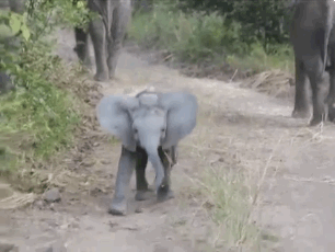 baby elephant video funny animal video gif wifflegif small