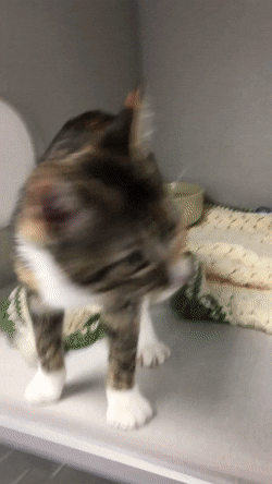 meet the dancing kitten at our local shelter twerk she was just small