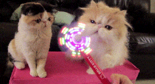 catlicious caturday your necessary dose of cat gifs is here small